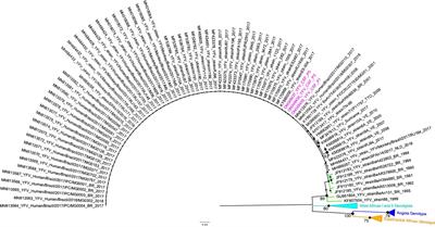 Wild-type Yellow fever virus in cerebrospinal fluid from fatal cases in Brazil, 2018